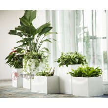 專(zhuān)注室內(nèi)綠植服務(wù)8年，綠植租賃，免費(fèi)養(yǎng)護(hù)，一站式商務(wù)空間